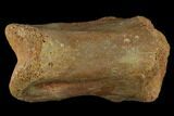 Fossil Theropod Phalange (Toe Bone) - Morocco #116856-2